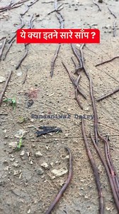 11K views · 72 reactions | Just for fun 朗 #snake #snacks #cobra #snakerescueteam #wildlife #spectacledcobra #python #funny | Sansaniwal Dairy Farm | Facebook