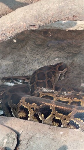 Burmese python#Burmesepythonsnake#nature #travel #explorenow #subscribemychannel #snake