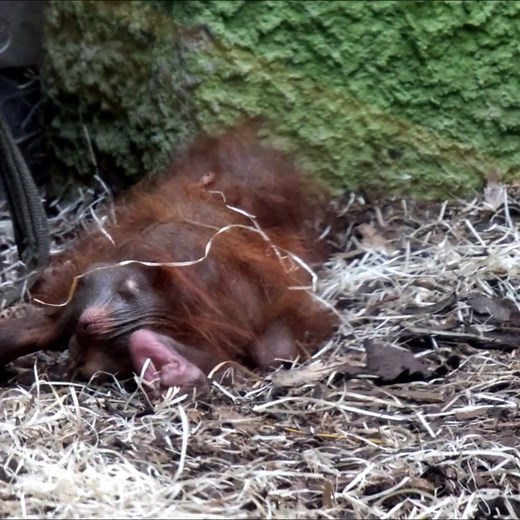 Mother Getting used To Raising her Baby Orangutan #reelsviralシ | AnimalLovely
