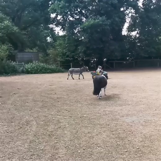 19K views · 861 reactions | The endless adventures with a donkey 藍 | The Pony Pals Family Storybooks | Facebook