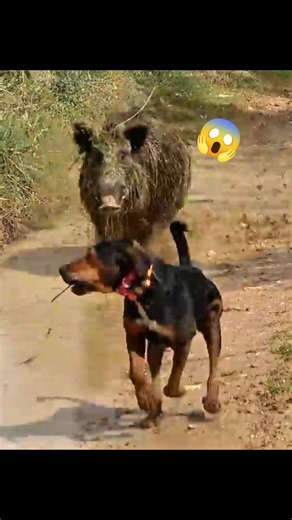 🐗🐕🔥 Кабан против собак! Опасная схватка на близком расстоянии 😱 | ЭПИЧНАЯ ОХОТА#hunting #chase