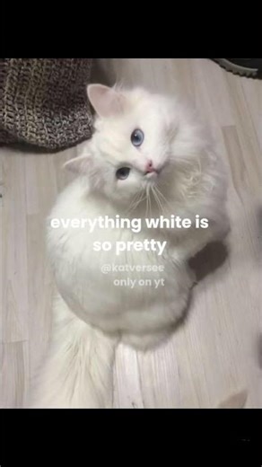 everything white is so pretty!! 🐚🫧🤍