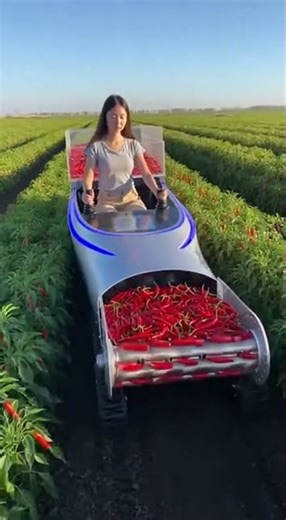 Advanced Smart Chili Harvesting Machine in Action Boosting Farm Efficiency