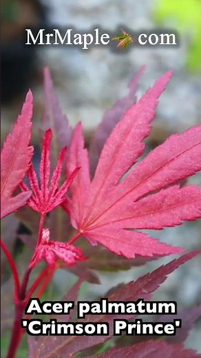 Acer palmatum 'Crimson Prince' Dark Red Japanese Maple