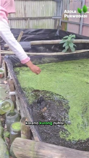 Signs of Nutrient Deficiencies in Lemna and How to Treat Them