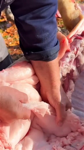How to separate fat from pork meat? Pork cutting. Pork belly cuts. #porkcutting #porkfat #porkbelly