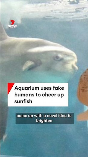 Aquarium uses fake humans to cheer up sunfish