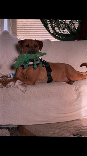 Here’s my baby Scooby doo ❤️🥰❤️🐾