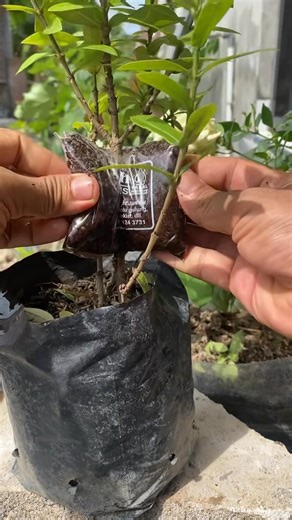 11K views · 27 reactions | Grafting plants techniques | air layering | Bang Kevi | Facebook