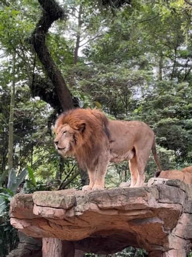 Explore Lions at Bandung Zoo: A Must-Visit Attraction