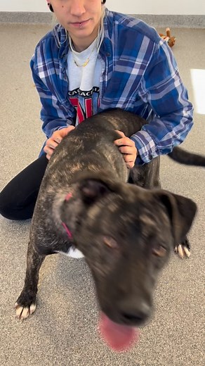 Huntley, IL. Mandy has spent 192 days growing up in a shelter… even though she loves dogs, loves cats, and loves every person she meets. She’s sweet, playful, gentle, and so ready for her forever family. If you’ve been looking for a sign—Mandy is waiting for you. 💛🐾 #AdoptMandy #ShelterDog #RescueDog #AdoptDontShop #LongTermResident ShelterLife BoxerMix BrindleDog RescueIsLove AnimalHouseShelter AdoptMe FindYourBestFriend DogReel RescueStory ForeverHomeNeeded DogsOfTikTok DogsOfInstagram SaveA