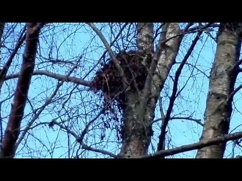 Nature Insights - A Grey Squirrel Drey