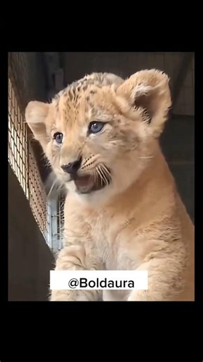 Baby roar vs lion king 👑. #shorts