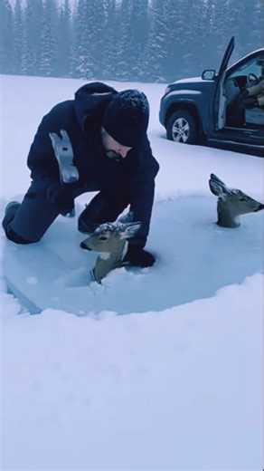 wildanimaldisnature on Instagram: "Japan is turning footsteps into electricity using piezoelectric tiles. Every step creates a small amount of energy, and millions of steps together power LED lights and digital systems-supporting a more sustainable urban future. 🌳 #Japan #FutureTechnology #RenewableEnergy #SmartCity #Innovation forestry 🌿"