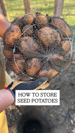 🥔🎉 How to store seed potatoes! We started doing something a little unconventional a few years ago... saving our own seed potatoes and storing them in the ground over winter. It's been wildly successful so far! We bury them in fall and dig them up in spring, and they come out in pristine condition. And it makes a big difference planting plump, perfect seed potatoes vs wrinkled old sprouted ones. I am blown away at just how good this method works! And by the way, If you can't store them in groun