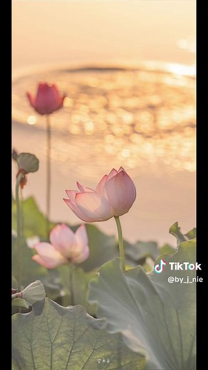 Stunning Close-Up Shots of Lotus Flowers in Bloom