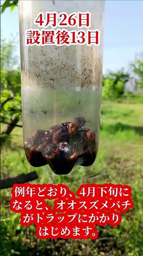 ＃オオスズメバチの女王を捕獲し巣作りを阻止！秋の＃スズメバチシーズンに備える。セイヨウミツバチ ＃スズメバチトラップ2026