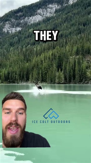 Moose are incredibly strong #moose #wildlife