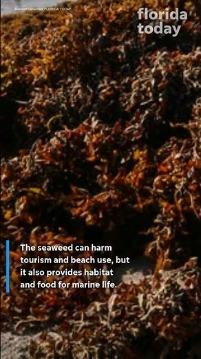Florida braces for record 'sargassum summer'