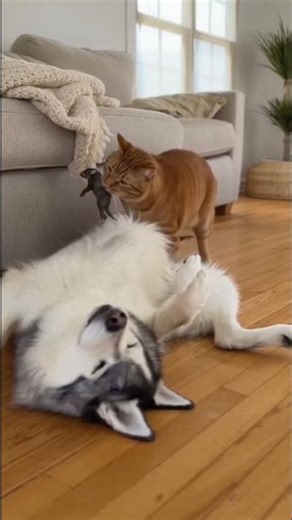 When Your Nap Comes With a Mouse Delivery.