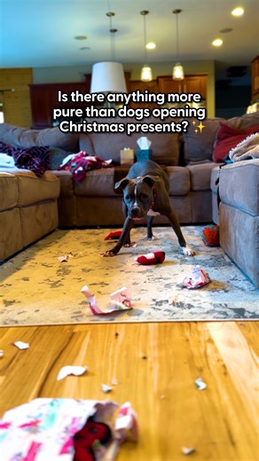 172K views · 4.1K reactions | A little holiday cheer from the cutest pups ❤️ We rounded up our favorite clips of dogs under the tree to celebrate the season — Merry Christmas! ❄️ Special thanks to all of those who made these videos possible: thedo.do/prettygirlmeira, thedo.do/thisismadisonsmith, thedo.do/Muffintheminidox & thedo.do/TallulahandRemi | The Dodo | Facebook