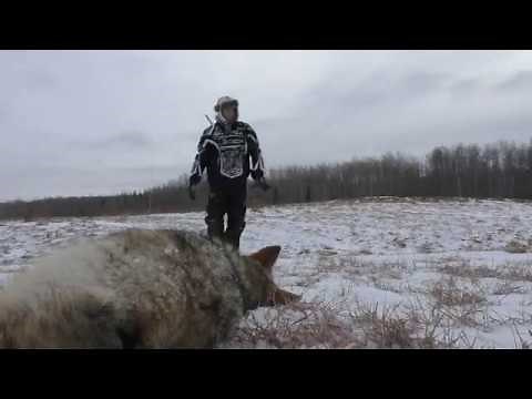 Coyote Hunting Sako 204 Ruger Awesome Kill Shot!!