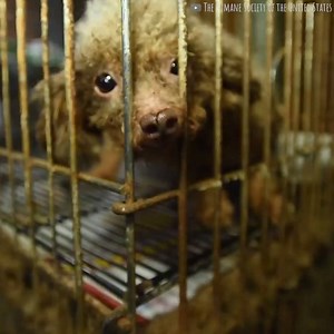 153K views · 4.9K reactions | An animal rights organization raid a dark basement and discover something horrific... These animal heroes deserve all the praise in the world for rescuing these poor creatures! ❤️ | We Love Animals | Facebook