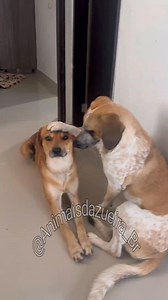2M views · 50K reactions | Cleitinho fubá vai na igreja #cachorro #pet #animaisfofos #pets #funnyvideos #fyp | Animaisdazueira | Facebook