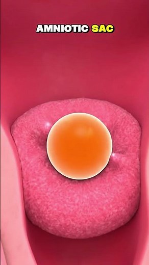 Human Reproduction Explained | Fertilization & Implantation #science #3danimation #shorts #anatomy