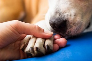 Dog Paws Red? Here Is Why Your Dog's Feet Are Red - Cuteness