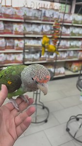 22 reactions | Talking baby cape parrot only for a short time!!!! | Exotic Bird Shop | Facebook