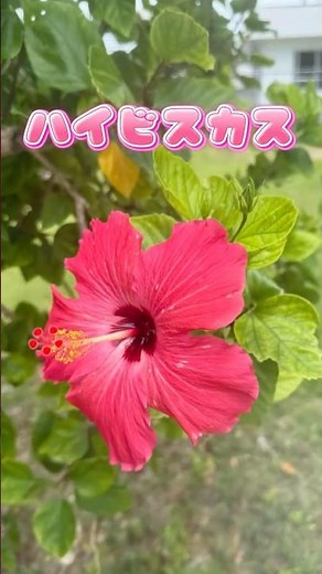 Island of Hibiscus, The Vibrant Seas of Okinawa: Roadside Flower Guide (Friend Edition)