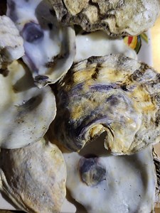 Shell Lots/packs of Muscle, Clam, Oyster, Snail, Clam, Rock, Sea Glass CA - Etsy Canada