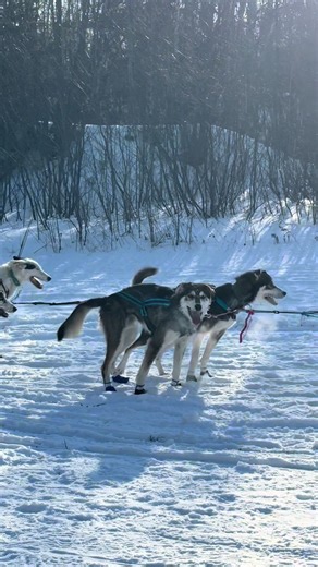 The 41st John Beargrease Sled Dog is on! We setup at checkpoint No. 2 to watch the Mushers and Huskies come in! #LiveCheckIn #huskiesoftiktok #huskies #dogsledding #johnbeargreasesleddogmarathon2026