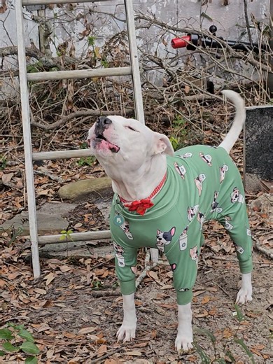 My dog Meg howling with the emergency vehicle sirens. please follow, please like, feel free to share! thanks for watching. Myrtle Beach South Carolina right before the snow started falling. #firetruck #dogHowl #megdogmb