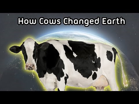 The History of Cows