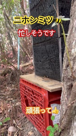 #ニホンミツバチ #ハチミツ#はちみつ #百花蜜