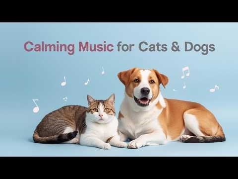 🔴Calming Classical Music for Cats & Dogs | Anxiety Relief and Deep Relaxation