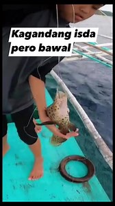 Panther grouper fish #fbreels #fishing #virals | JayMix Vlog