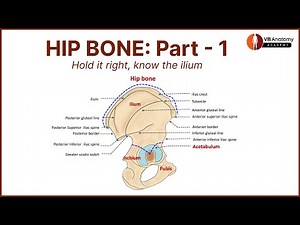 HIP BONE – PART 1 of 4 | Anatomical Position, Ilium