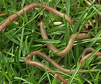 Quadrat Sampling and Earthworm Population Analysis in Soil