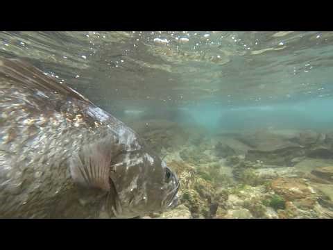 Quick Kob in Kei Mouth on Paddletail