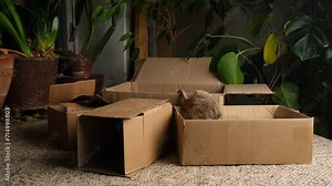 A gray rat runs through the boxes.