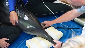 The rescued female rough-toothed dolphin continues to meet all rehabilitation milestones. When she arrived at CMA’s Fred Howard Park facility, she had a mild infection that’s been treated by our veterinarians. Stranding on a beach may cause mild stress to internal organs due to the weight of the animal out of water. Thanks to the supportive care and attention from our dedicated animal care and veterinary team, this dolphin is swimming on her own and eating well now. As part of the process to rev