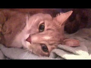 dexter sleepy the sleep season 1 episode 86