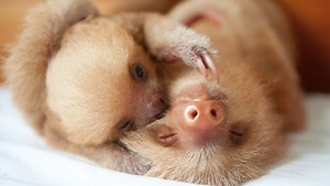 Nature's Miracle Orphans | Episode 1 | Second Chances