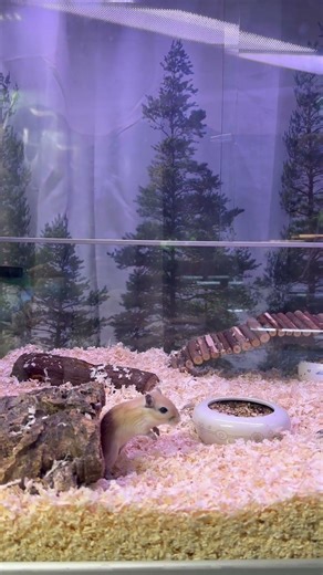 🐹 Gerbil Thinks About It… and Decides: Not Today 😂✨ #cuteanimal