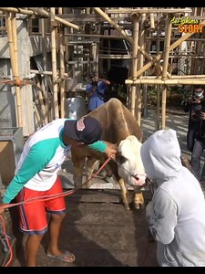 76K views · 2.4K reactions | Seumur hidup gak pernah kurban, langsung dihadiahkan satu ekor sapi. Gak berhentinya bersyukur dan menangis gak nyangka! #irfanhakim #dehakims #lewatberandafyp #fypchallenge #kurban #Qurban #sapiviral #sapi #Alhamdulillah #satwaliar #animallover #untuksemuaorang | Irfan Hakim | Facebook