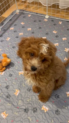 Still hungry🐶👀