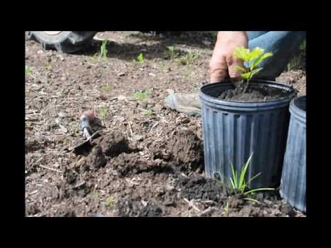 How We Harvest Oak Tree Seedlings
